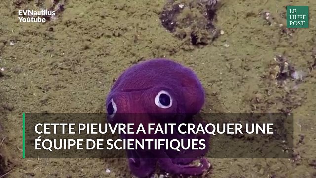 Cette pieuvre violette a fait craquer une équipe de scientifiques