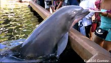 Un dauphin lui arrache son iPad au moment où elle prenait des photos !