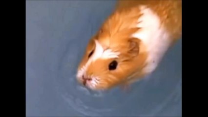 Guinea Pig Swimming Champion