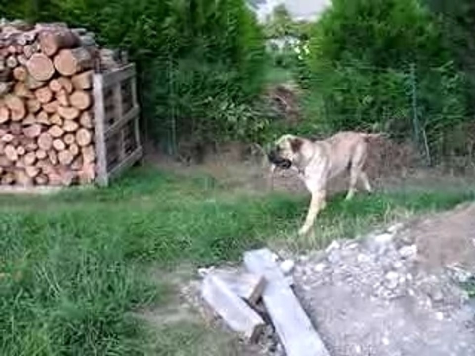Aron a la maison