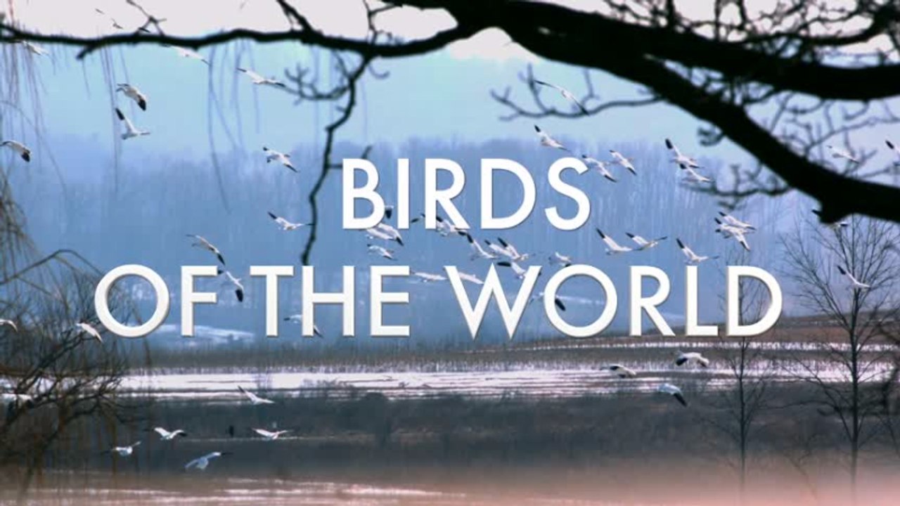 Relaxing Videos With Ambient Music & Bird Sound...
