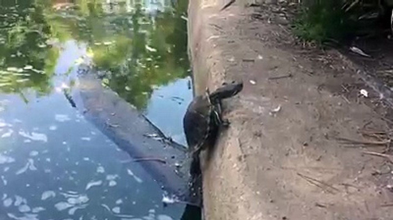 un tenttive échoué  !