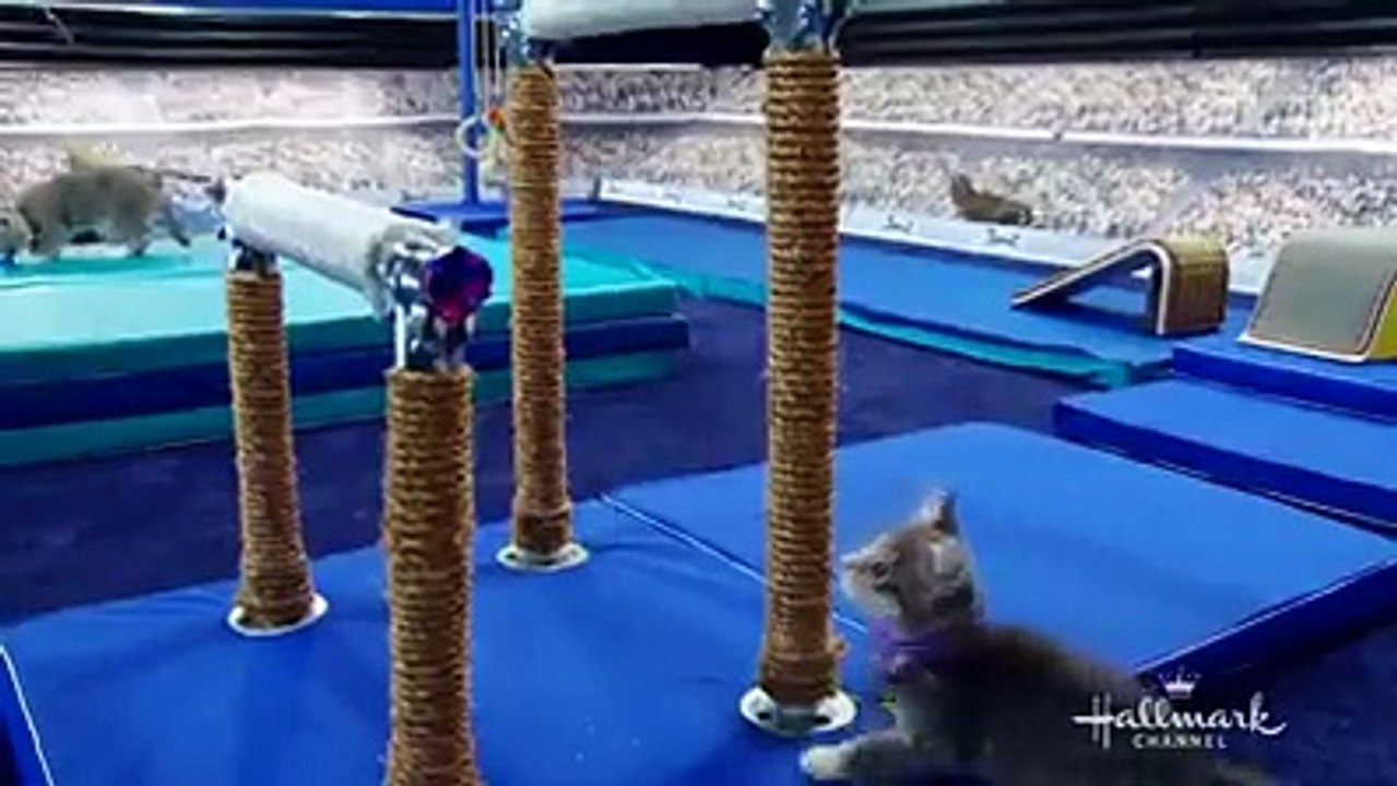 les chats à Rio 2016
