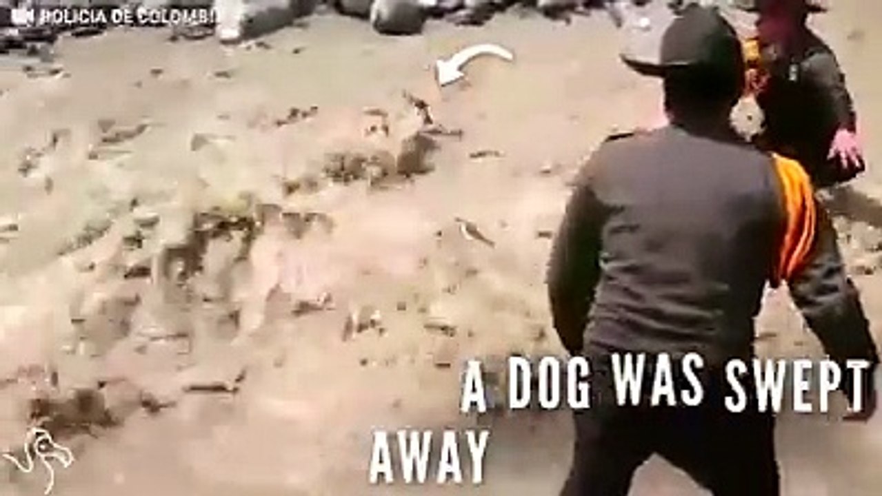 sauvetage réussie d'un chien