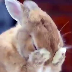 un lapin très propre