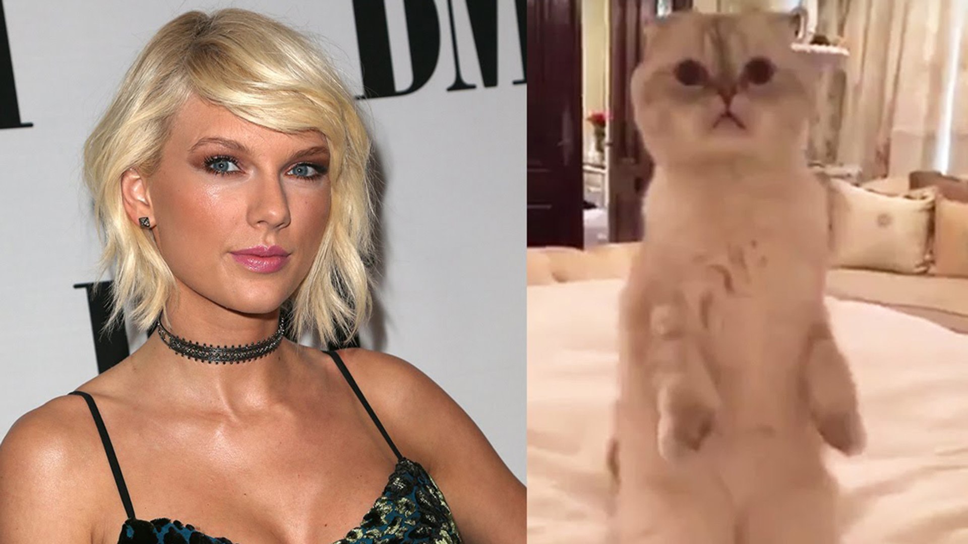 Taylor Swift Posts Video of Her Cat on Instagram Stories