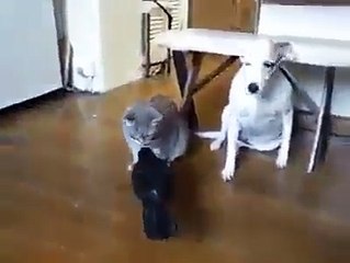 واہ کیا بات ہے بلی کتا کوا ایک ساتھ