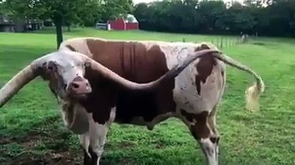 Most Amazing Bull you ever See