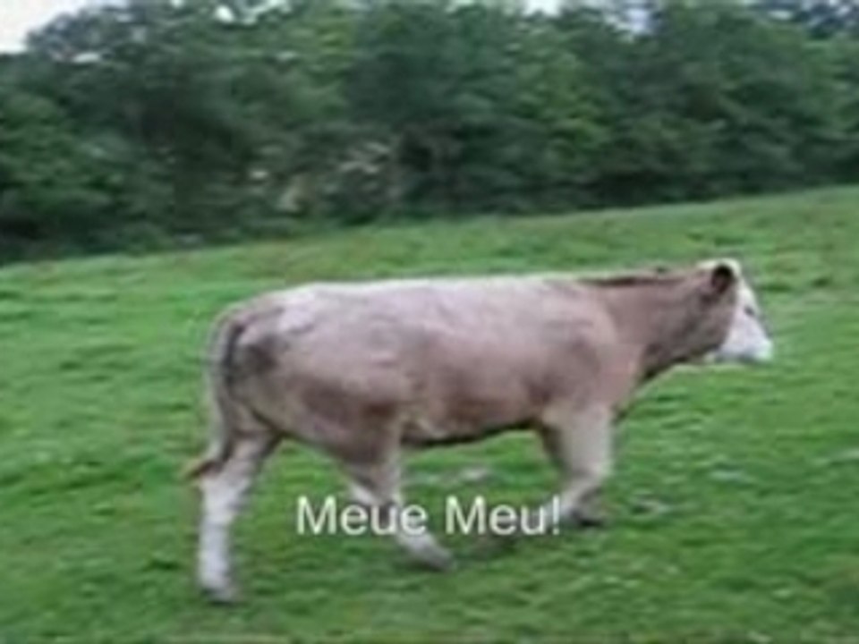 Visite des Animaux du Clos