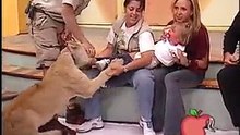 Un lion bondit sur une gamine, en direct à la télé