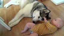 Cachorro Husky siberiano brincando com bebê novo