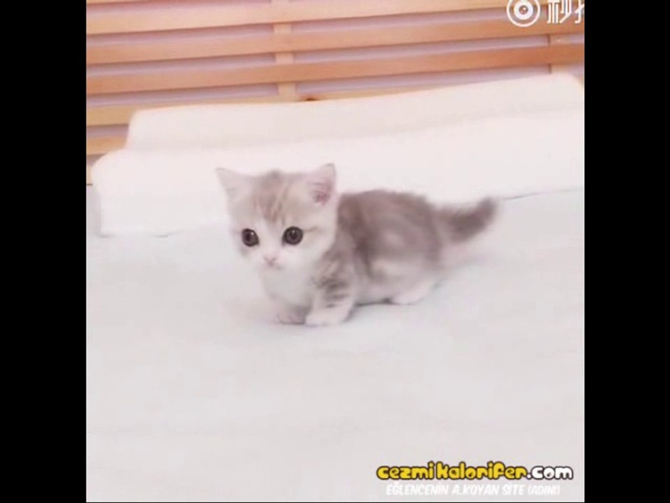 Öğle Uykusundan Yeni Kalkmış Emmi Gibi Etrafa Boş Boş Bakan Sevimli Kedi