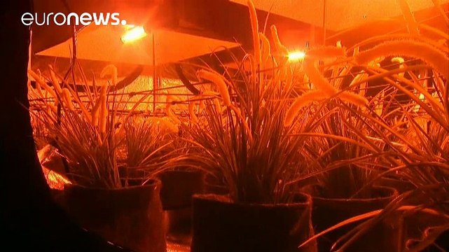 В Мексике устроили выставку марихуаны