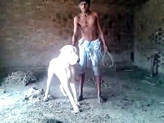 LARGE WHITE PURE BULLY KUTTA