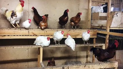 aachuev  После вчерашнего шоу