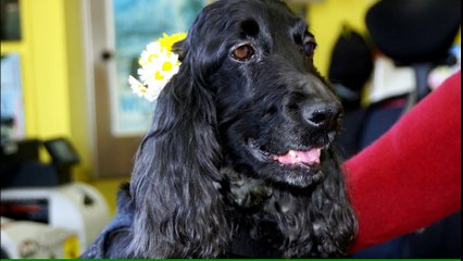 Cocker Spaniel 11 y.o.