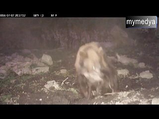 Ayı, domuz yavrusunu böyle yakaladı