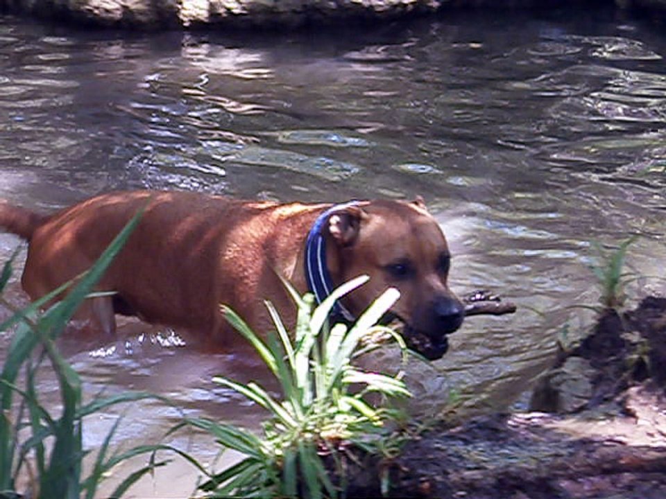 Eros et Lylie août 2016  vidéo n° 4