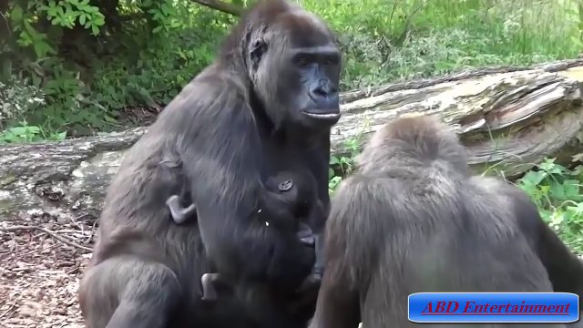 Animals Giving Birth - Giant Panda - Gorilla - Grey Seal - Polar Bear - SeaHorse - Dolphin