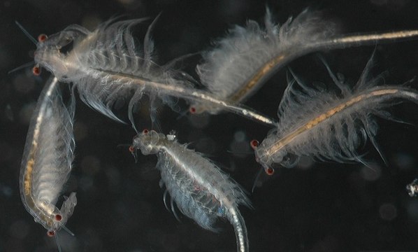 Artemias (Artemia salina)