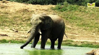 JOURNÉE INTERNATIONALE DE L'ÉLÉPHANT