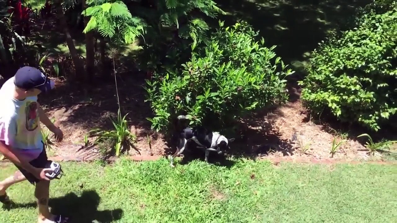 Best Animal Fails 2016  Funny Fail Compilation