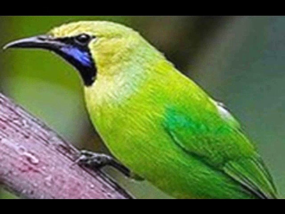 lovebird is the best
