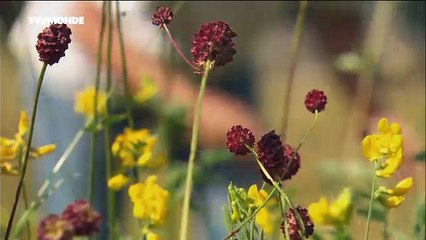 LE COURT DU JOUR - HOME SWISS HOME Les bains des Pâquis