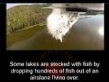 Fish Being Dumped into Water via Airplanes