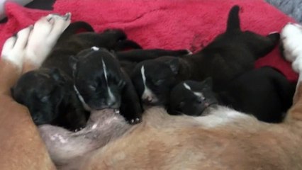 8ème vidéo Chiot de la 25ème portée de STAFFORDLAND