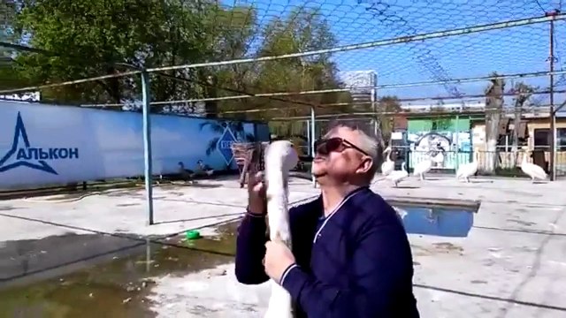 Лебедь жалуется на пеликанов. Смешные приколы лебеди