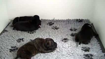 17ème vidéo Chiots n°3 et n°2 de la 25ème portée de STAFFORDLAND