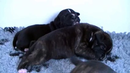 18ème vidéo Chiots n°1 et n°4 de la 25ème portée de STAFFORDLAND