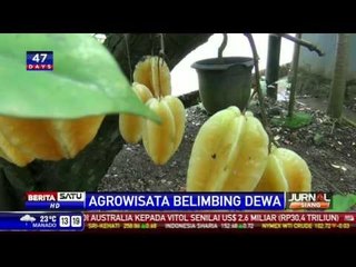 Serunya Jalan-Jalan Sambil Belajar di Agrowisata Belimbing Dewa Depok