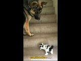Merdivenden Çıkmaya Çalışan Yavru Kediye Yardımcı Olan Köpek