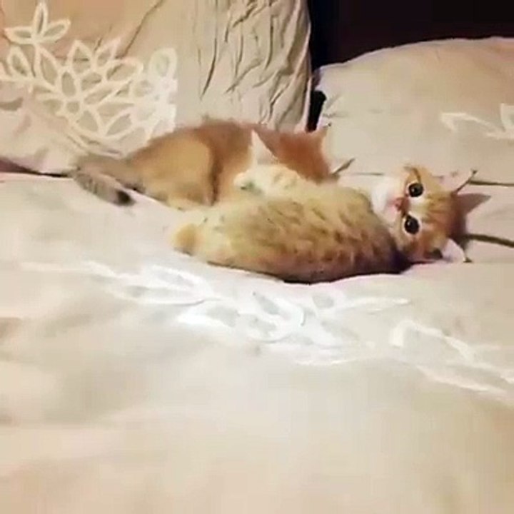 Kittens Very cute