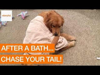 Cute Dog Wraps Himself in a Towel After Having a Bath