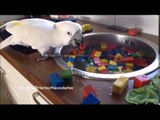 Helpful Cockatoo Assists Owner in Cleaning Wooden Blocks