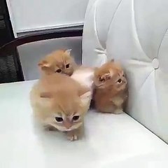 Most Beautiful Kittens In The World 2016