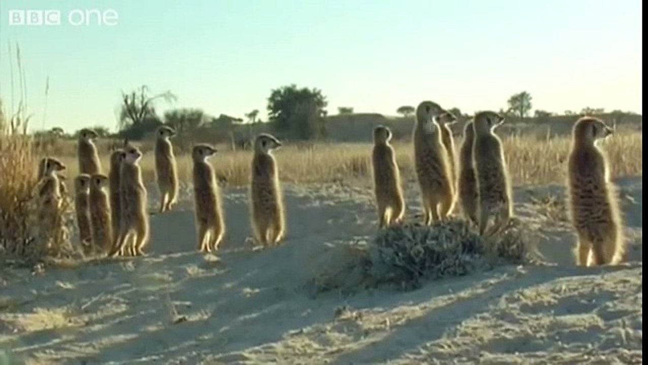 Funny Talking Animals - Walk On The Wild Side Preview