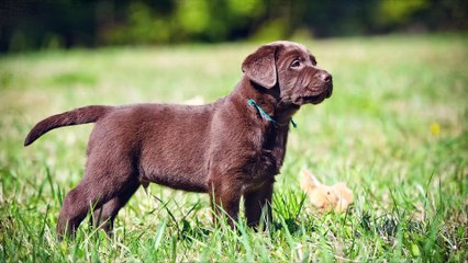 5 ANIMALS WHO SAVED PEOPLE FROM DEATH !