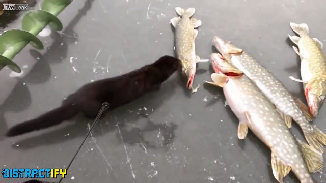 5 Reasons Why You Should Never Trust Cute Animals !