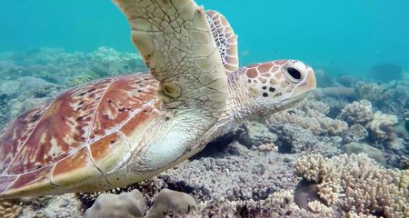 Majestic Sea Turtle Cruises Through Coral at Great Barrier Reef