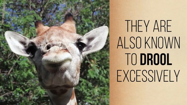 11 Creepy Facts About Cute Animals !