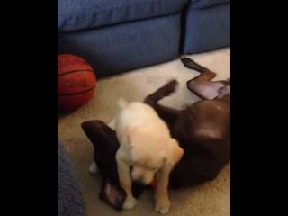 Feisty Puppy Gets the Better of Bigger Dog in Funny Mess Fight