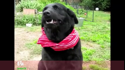 Animals Sing  12 Days of Christmas !