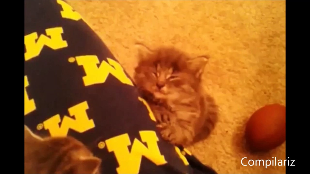 Animals Trying To Stay Awake Compilation !