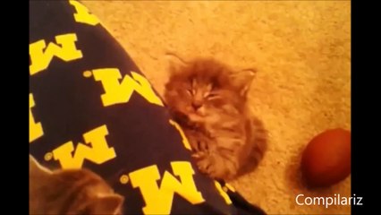 Animals Trying To Stay Awake Compilation !