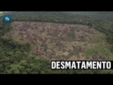 Desmatamento pressiona sul do Amazonas