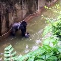 Çocuğu Katleden Orangutan